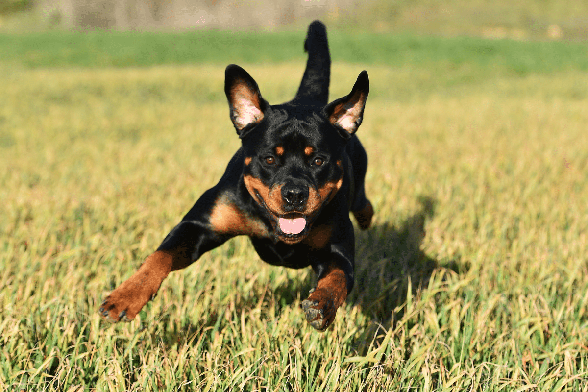 Tempérament et personnalité du rottweiler