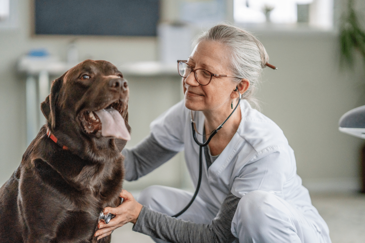 Traitement d'un souffle cardiaque chez le chien