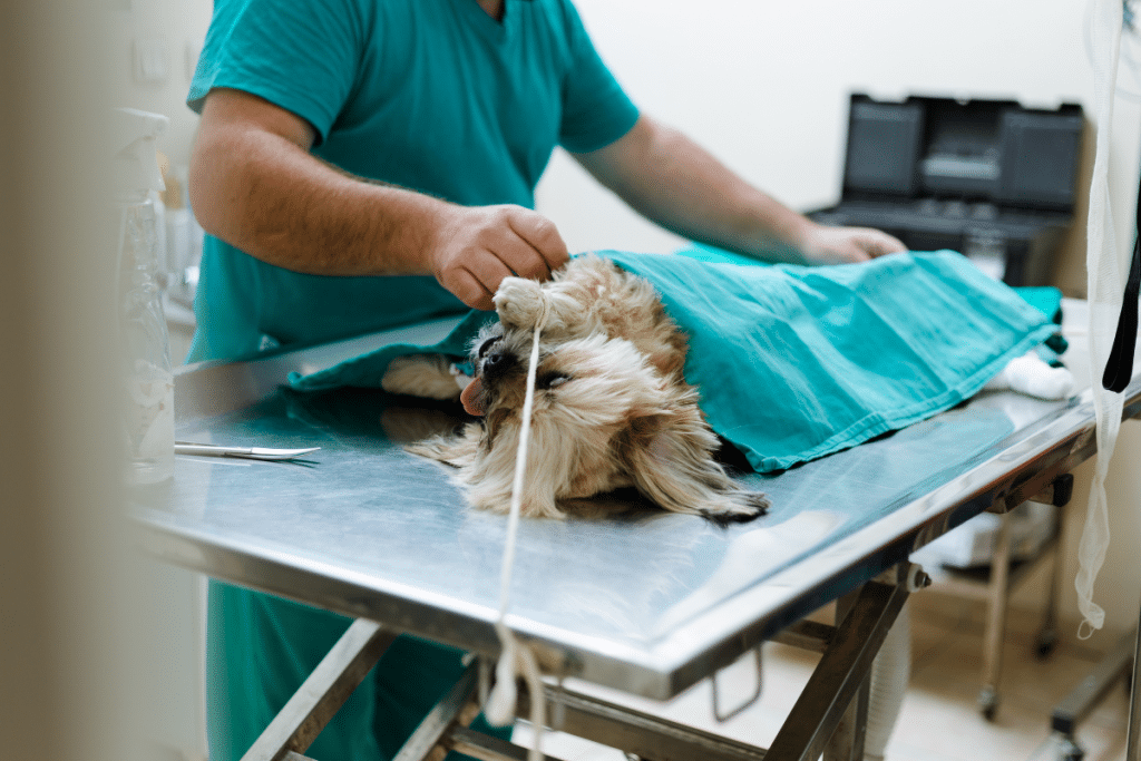 Traiter par chirurgie anesthésie et gastropexie