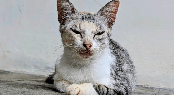 Typhus du chat : comprendre, prévenir et agir pour protéger son compagnon