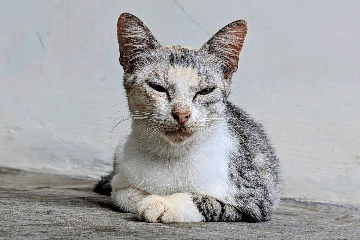 Typhus du chat : comprendre, prévenir et agir pour protéger son compagnon