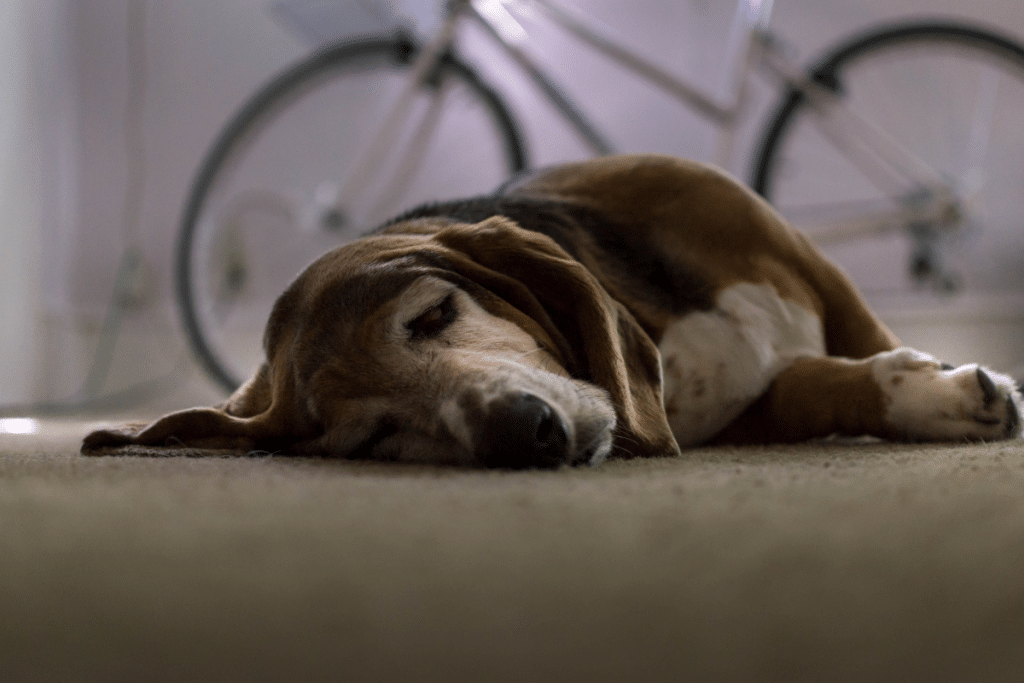 Un effondrement soudain d'un chien