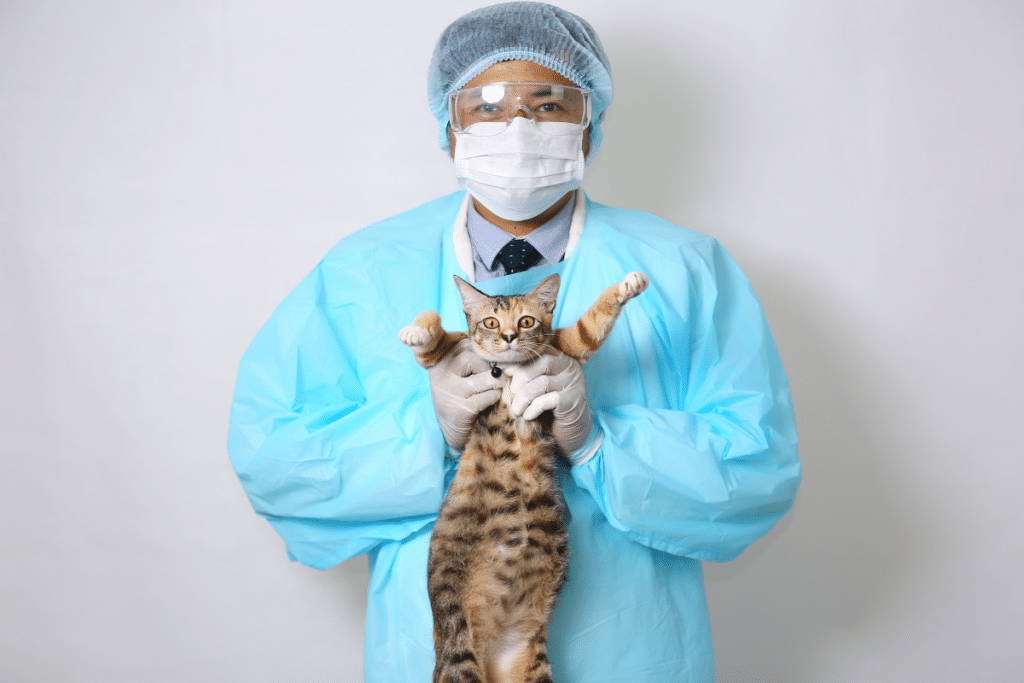 Une thromboembolie aortique chez le chat