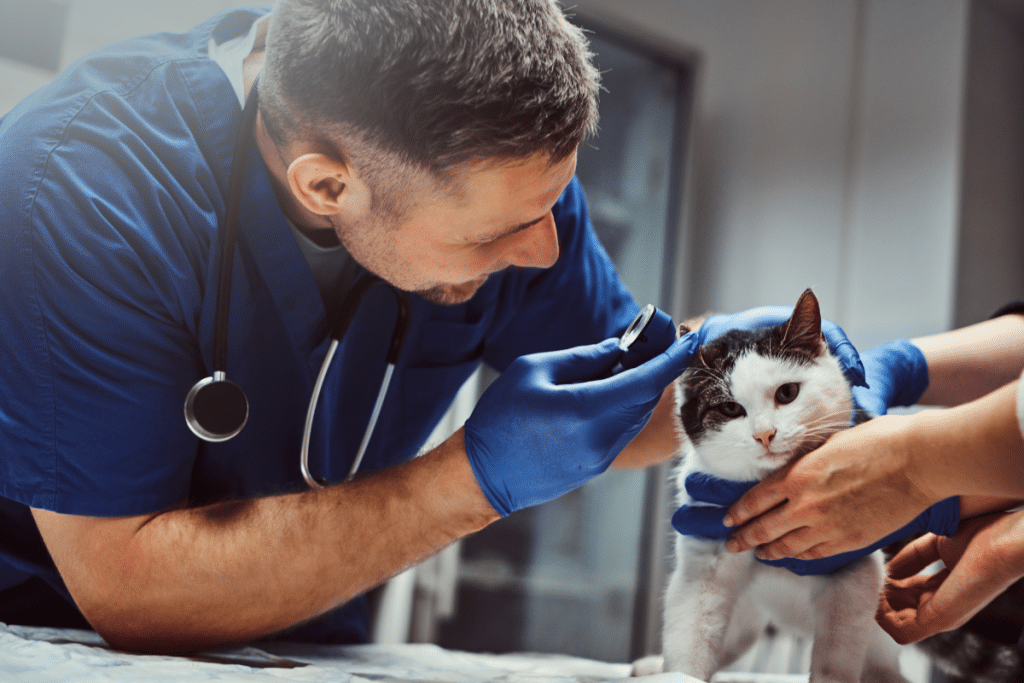 Vétérinaire Face à des larmes inhabituelles de chat 