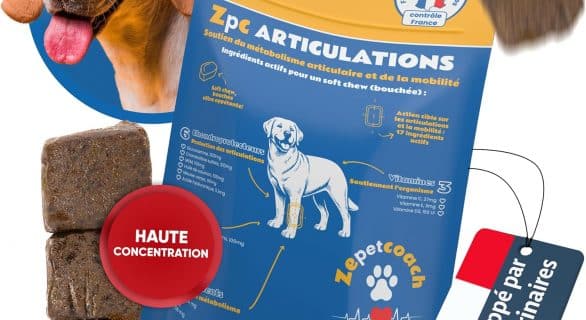 Zepetcoach articulations Chien