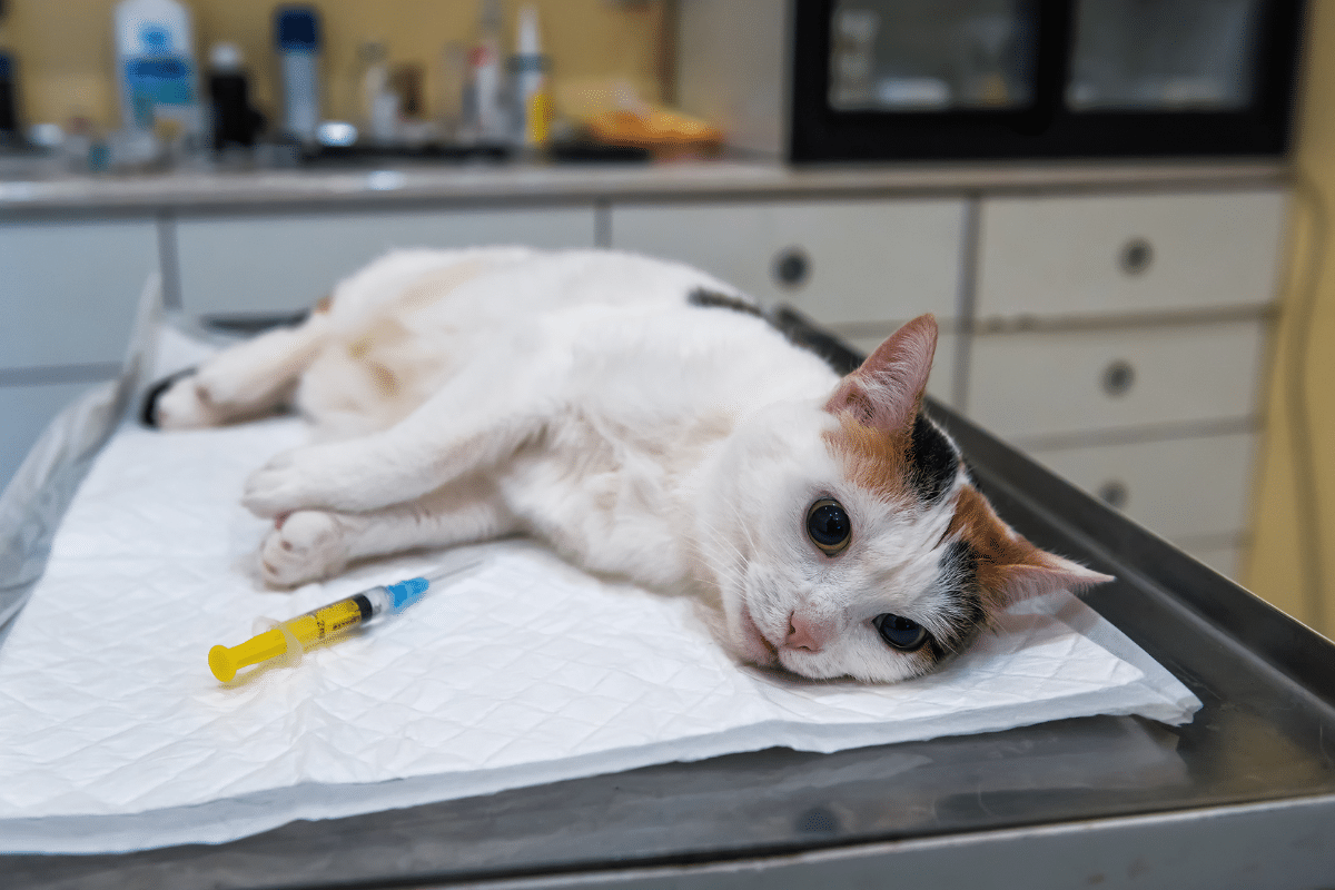 anesthésie d'une chatte