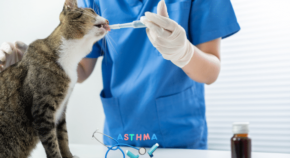 asthme chat esperance de vie