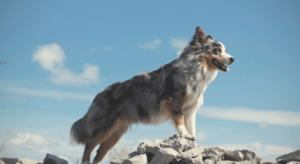 Berger australien bleu merle : un compagnon fascinant au caractère unique