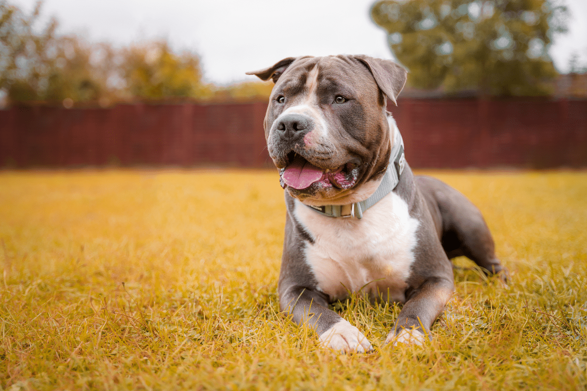 Blue staffordshire terrier : découvrir ce chien à la robe bleue et au tempérament unique