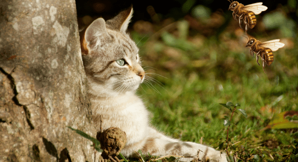 Chat piqué par une abeille : reconnaître la piqûre et réagir efficacement