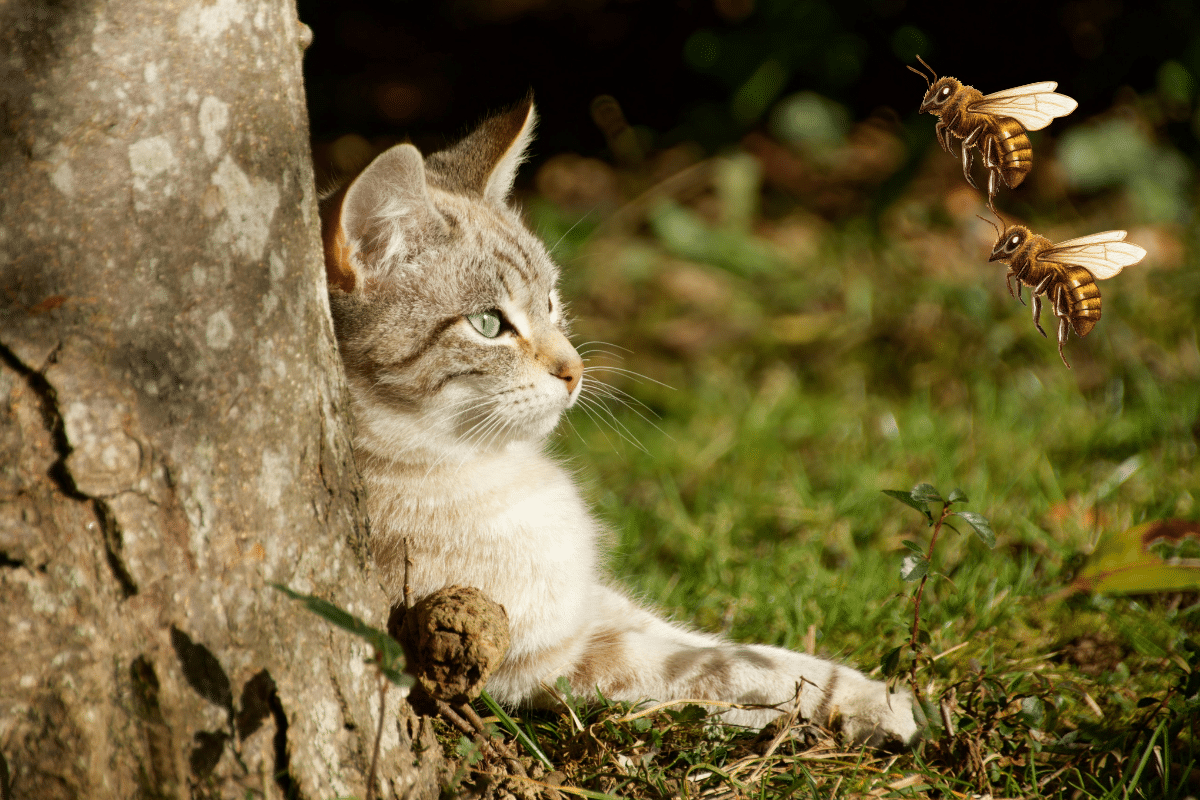 Chat piqué par une abeille : reconnaître la piqûre et réagir efficacement