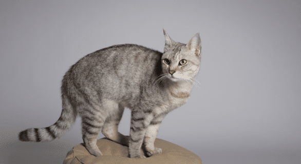 Chat sang dans les selles : comprendre et réagir face à ce symptôme