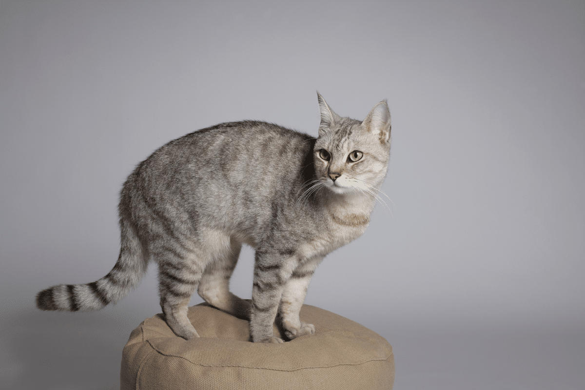 Chat sang dans les selles : comprendre et réagir face à ce symptôme