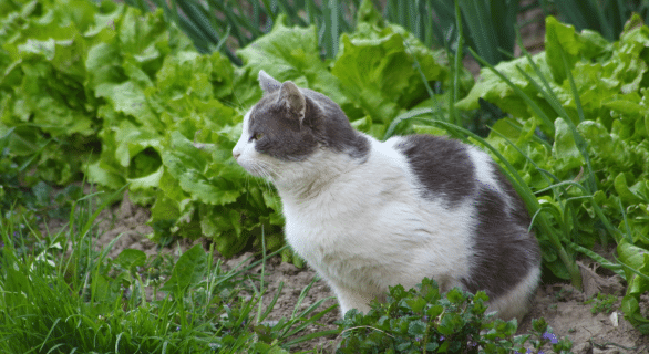 Chat trouvé : que faire lorsqu’un animal errant croise votre chemin ?