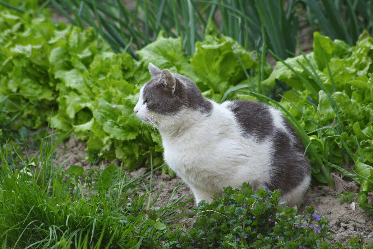 Chat trouvé : que faire lorsqu’un animal errant croise votre chemin ?