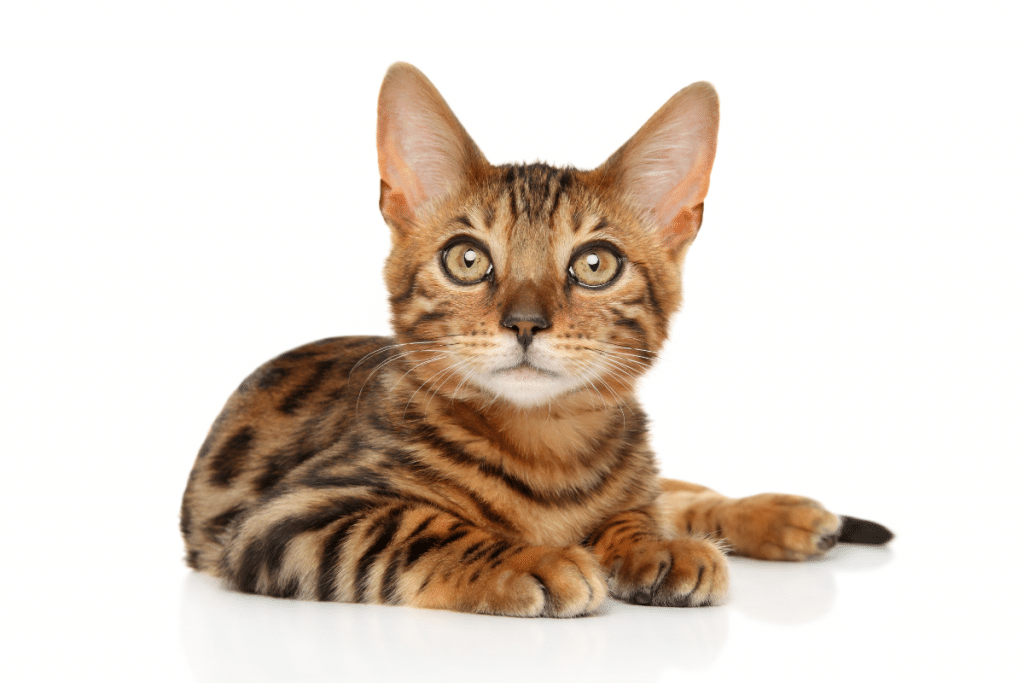 chaton de race bengale