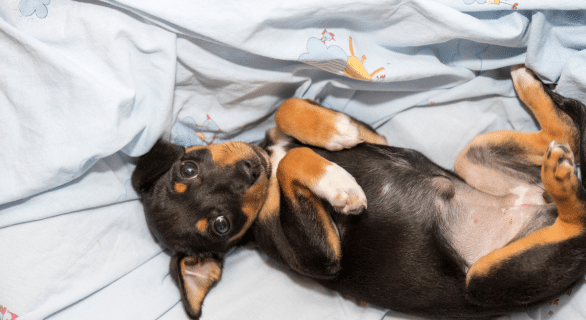 Chien et hernie ombilicale : tout comprendre sur cette anomalie courante