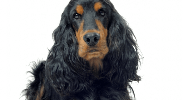 Cocker noir : un compagnon au regard expressif, entre énergie et élégance