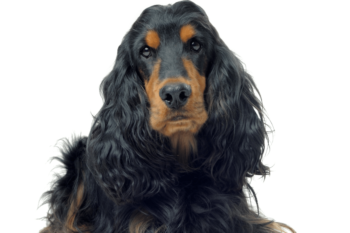 Cocker noir : un compagnon au regard expressif, entre énergie et élégance