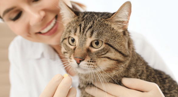 Comment donner un cachet à un chat sans stress