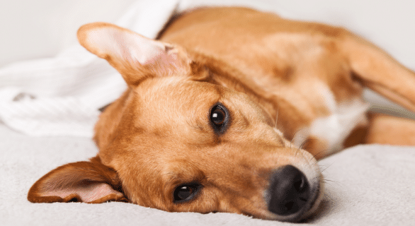 Comprendre et réagir face à une crise d’épilepsie chez le chien