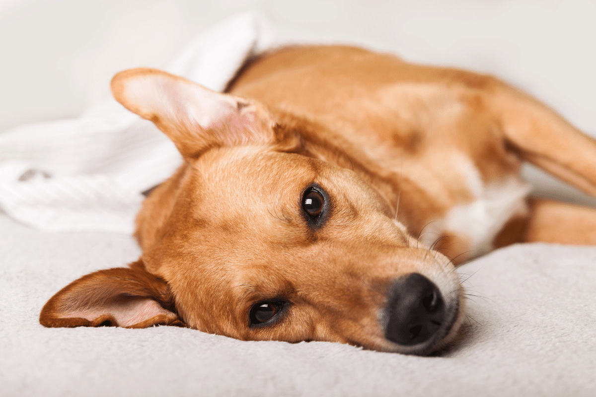 Comprendre et réagir face à une crise d’épilepsie chez le chien