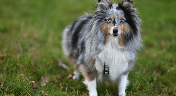 Cyanobactéries chez le chien : tout ce qu’il faut savoir pour protéger votre compagnon