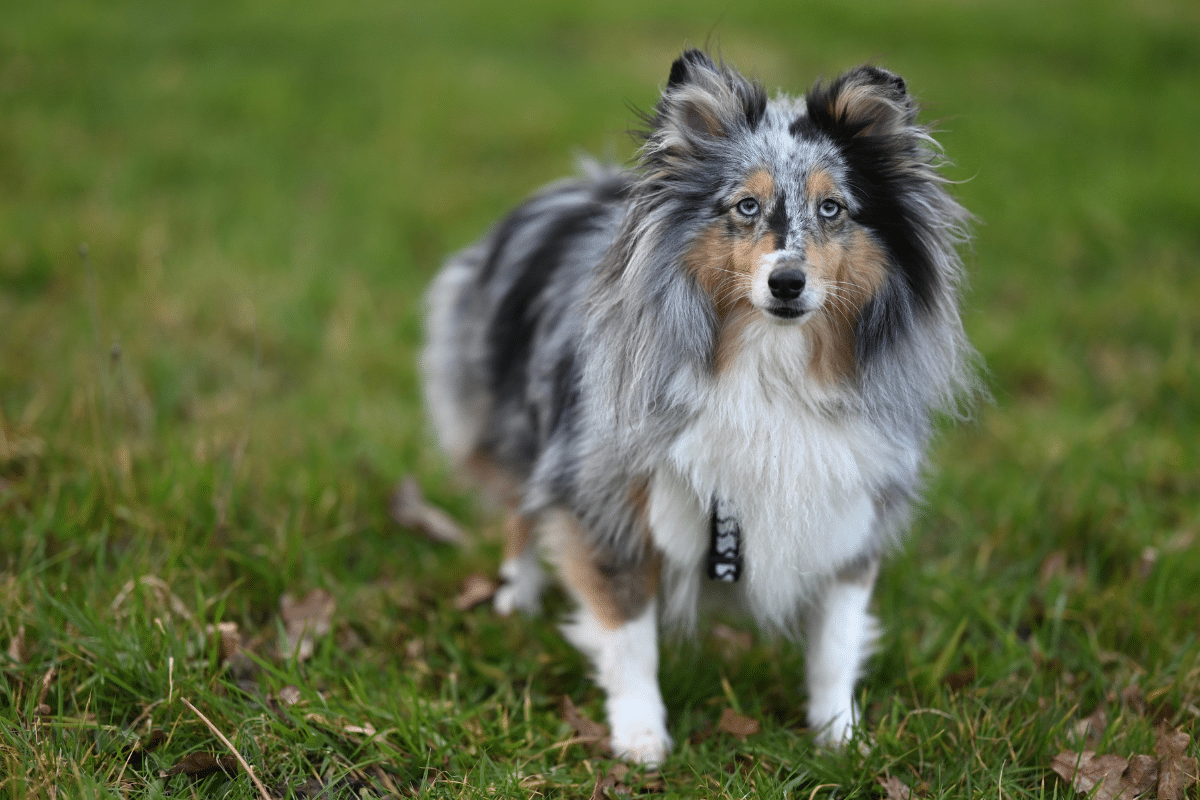 Cyanobactéries chez le chien : tout ce qu’il faut savoir pour protéger votre compagnon