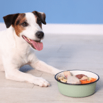 Comprendre la diet canine : comment adapter l’alimentation diététique pour votre chien