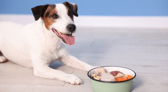 Comprendre la diet canine : comment adapter l’alimentation diététique pour votre chien