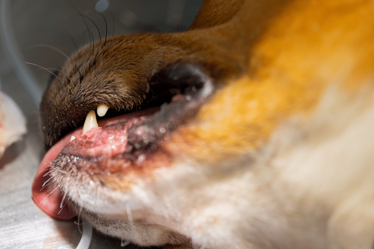 épulis chez le chien