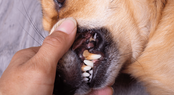 Epulis chez le chien : comprendre, détecter et réagir face à une tumeur buccale
