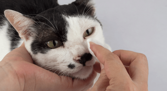 Est-ce que les chats pleurent : démêler le vrai du faux chez nos félins