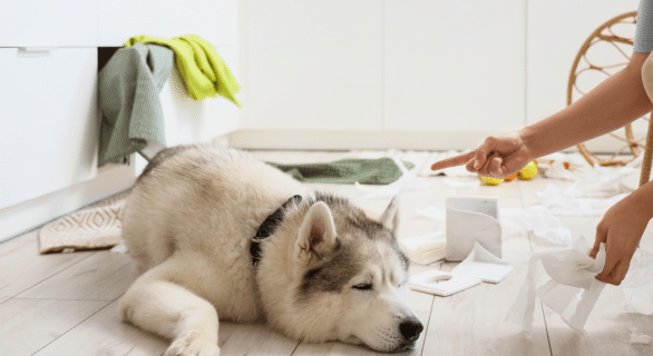 Femelle stérilisée et chaleur : comprendre le comportement après la stérilisation