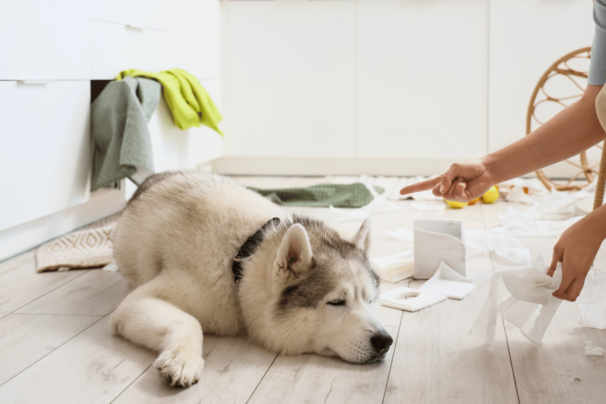 Femelle stérilisée et chaleur : comprendre le comportement après la stérilisation