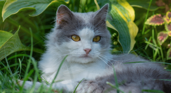 Adopter un chat trouvé : étapes à suivre pour garder un chat errant en toute légalité
