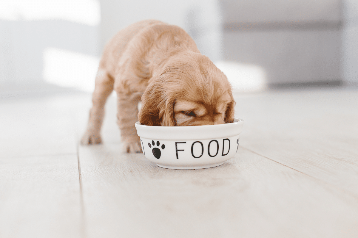 la nutrition de chien