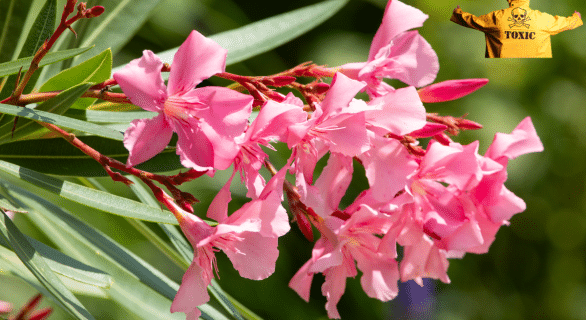 Laurier rose toxique pour le chien : ce qu’il faut vraiment savoir