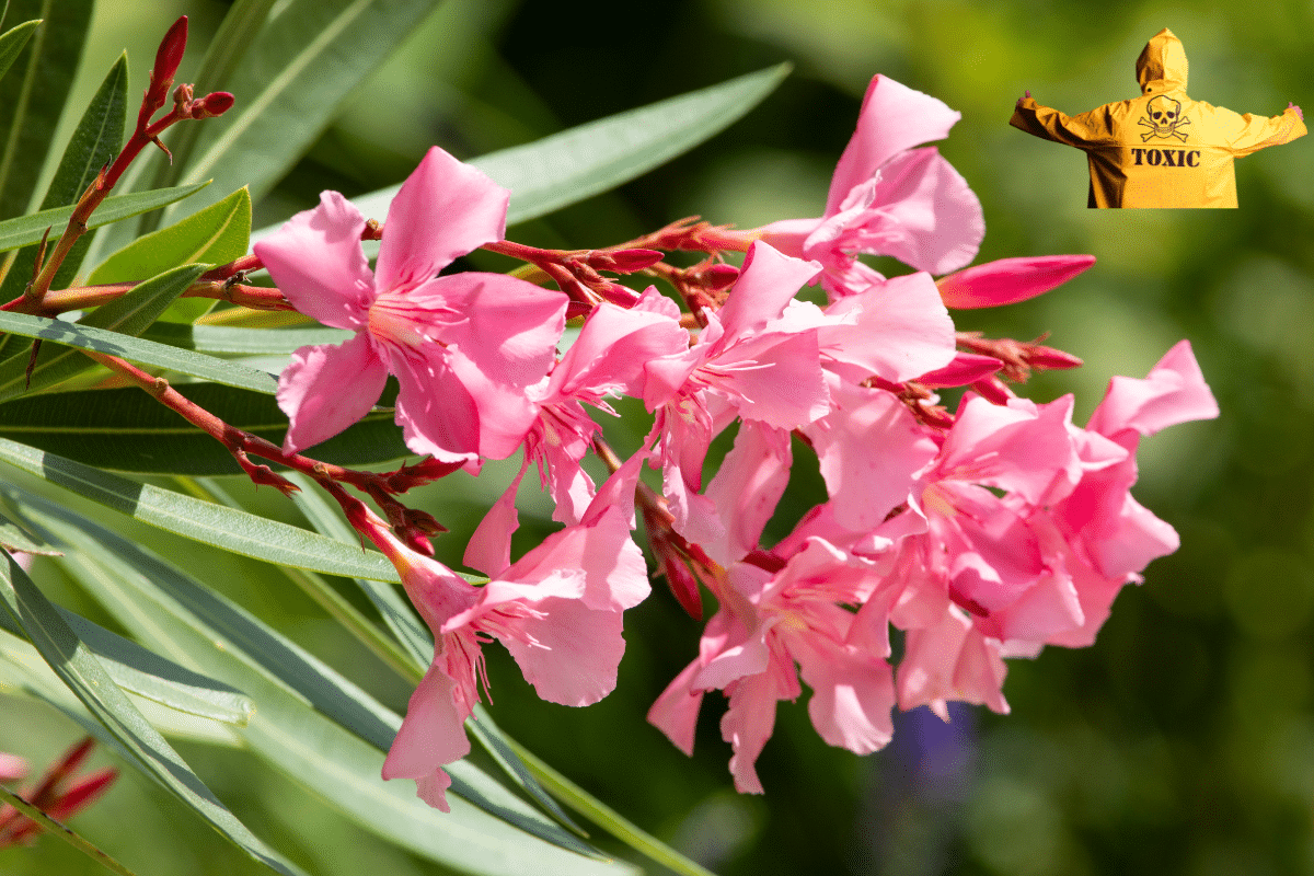 Laurier rose toxique pour le chien : ce qu’il faut vraiment savoir
