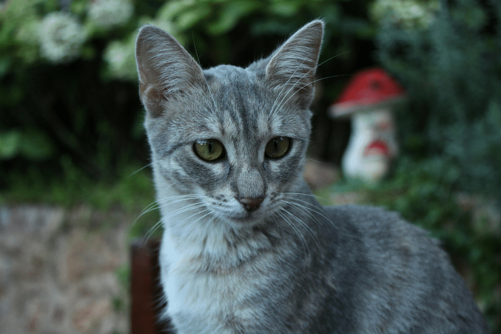 le droit de garder chat errant