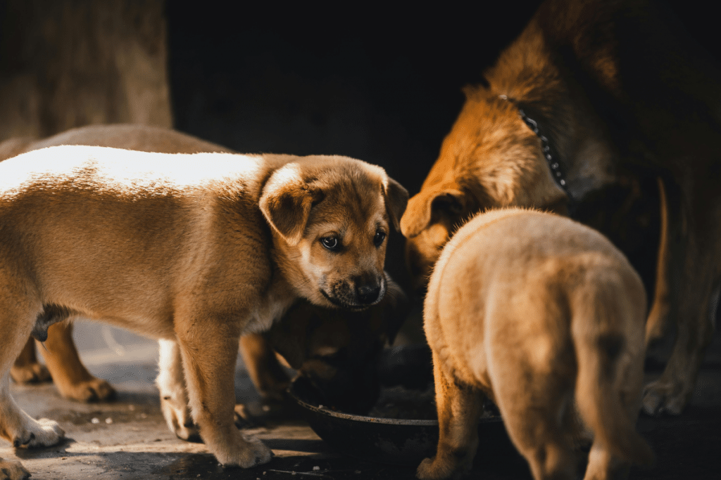 les bienfaits de la levure de bière pour le pelage et la peau