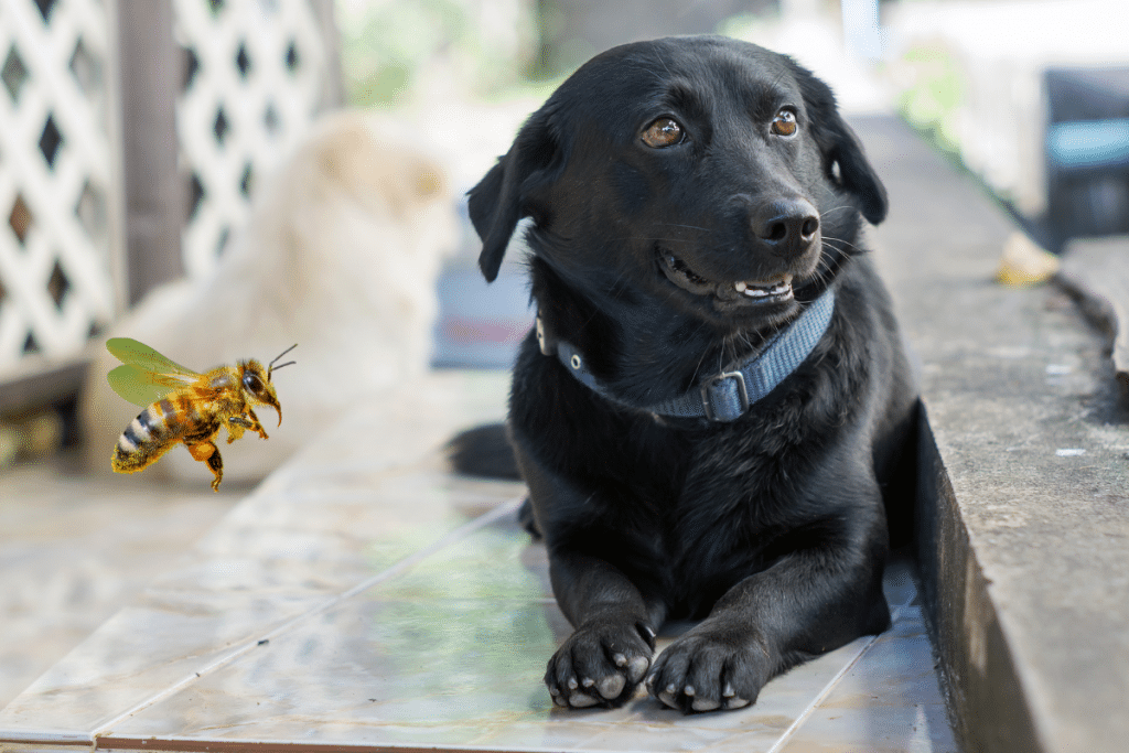 les symptômes d’une piqûre d’abeille chez le chien Gonflement soudain du coup