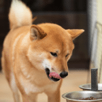 Levure de bière pour chien : atouts, usages et conseils pratiques