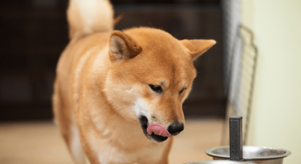 Levure de bière pour chien : atouts, usages et conseils pratiques