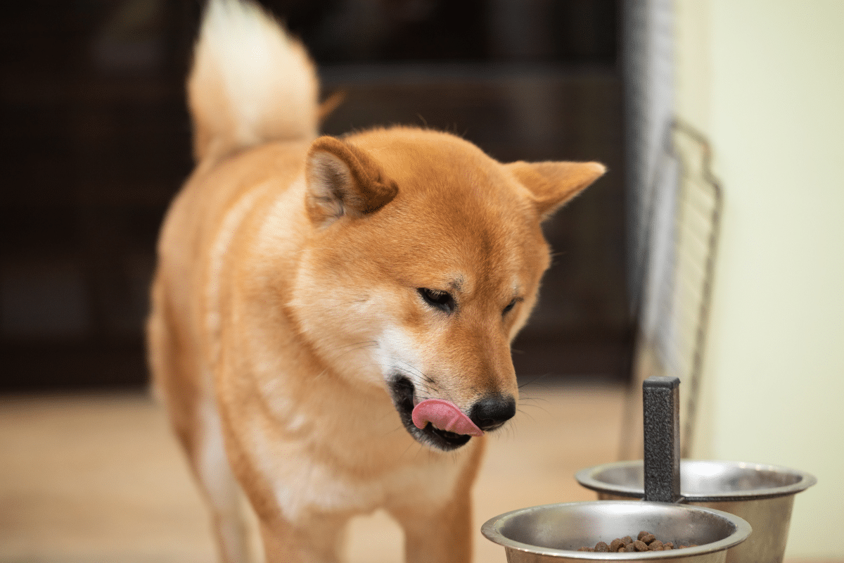 Levure de bière pour chien : atouts, usages et conseils pratiques
