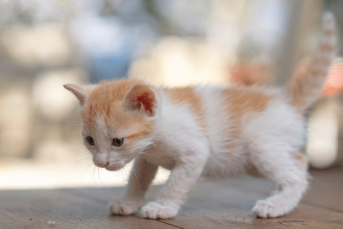 Mon chaton tremble : comprendre les causes et agir efficacement
