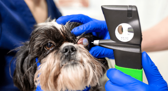 Operation cataracte pour chien : tout savoir sur la chirurgie du cristallin chez le chien