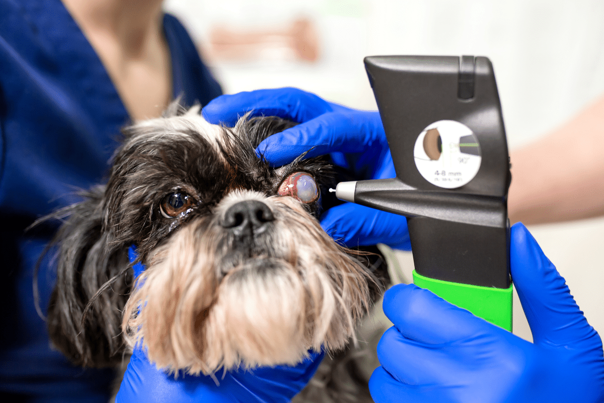 Operation cataracte pour chien : tout savoir sur la chirurgie du cristallin chez le chien