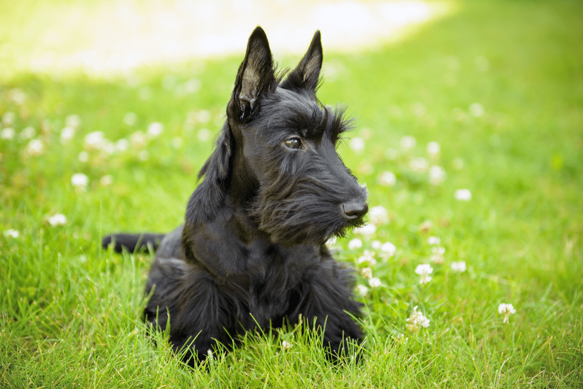 origines et l’histoire du scottish terrier