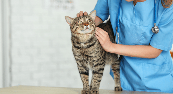 Ovariectomie chez la chatte : tout savoir sur l’intervention, ses avantages et le déroulement